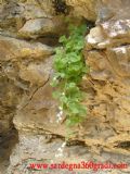 Cymbalaria aequitriloba